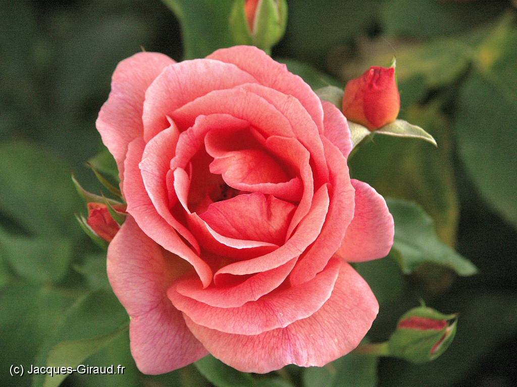 2004-08-21 19-13-34 Nature 186,0mm 1_200_eme F3,5(1024).JPG